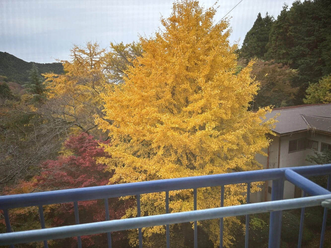 ブログ画像